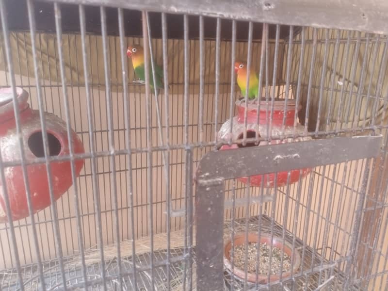 Fisher parrot full 2 breader pair available 1