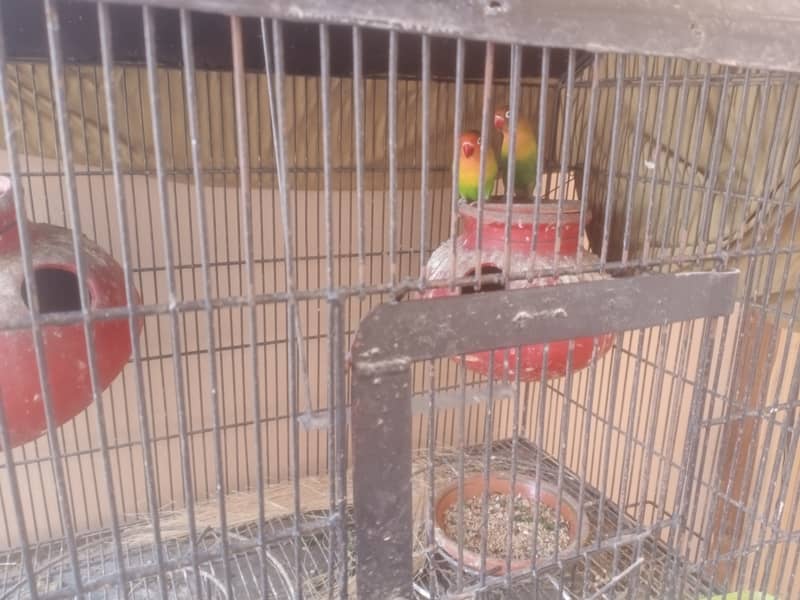 Fisher parrot full 2 breader pair available 2