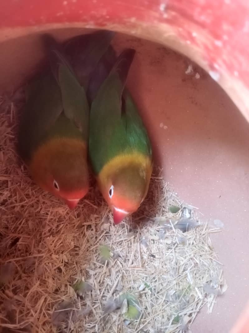 Fisher parrot full 2 breader pair available 4