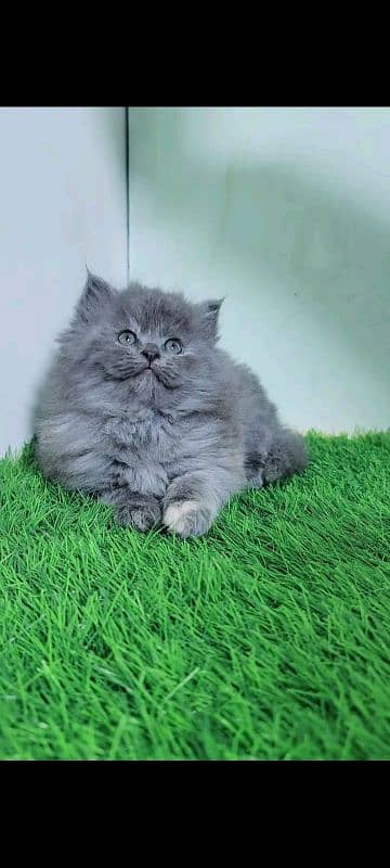 PERSIAN KITTEN FOR SALE CONTACT WHATUP NUMBER 03292450497 3