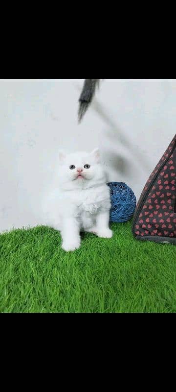 PERSIAN KITTEN FOR SALE CONTACT WHATUP NUMBER 03292450497 4