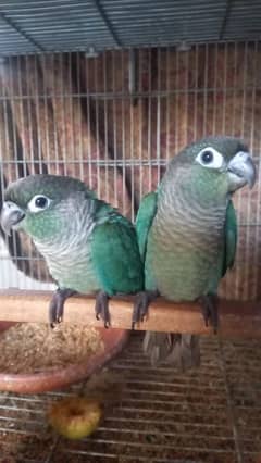 Blue Turquoise Black Chest Conure Tame