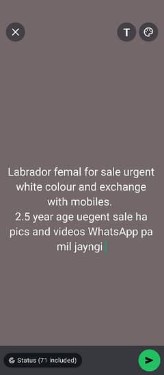 Labrador femal for sale urgent