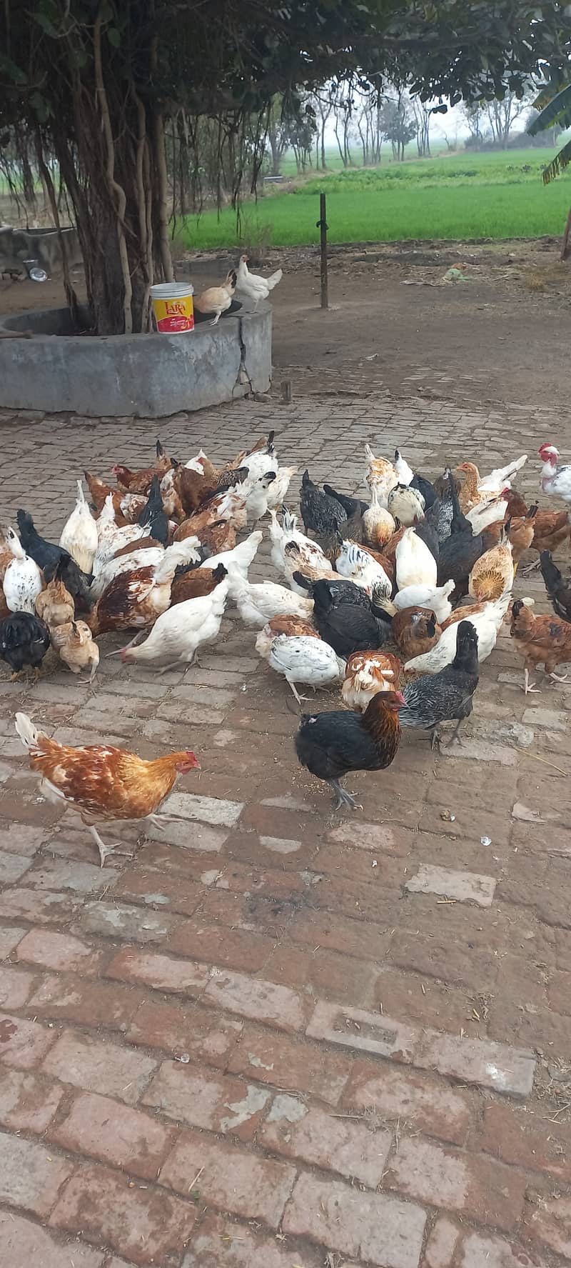 Hens desi for sale in bulk 0