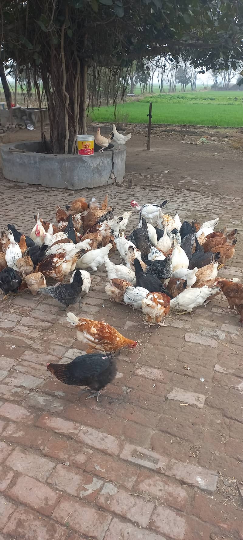 Hens desi for sale in bulk 1