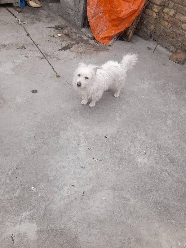 Russian dog Male for sale 0