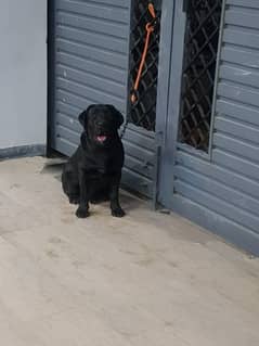 labrador