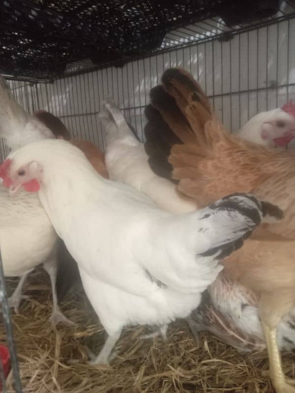 6 months egg laying starter hens 2