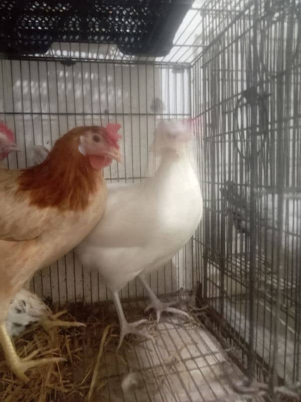 6 months egg laying starter hens 3