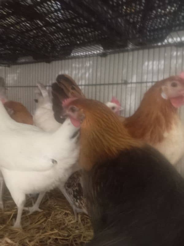 6 months egg laying starter hens 4