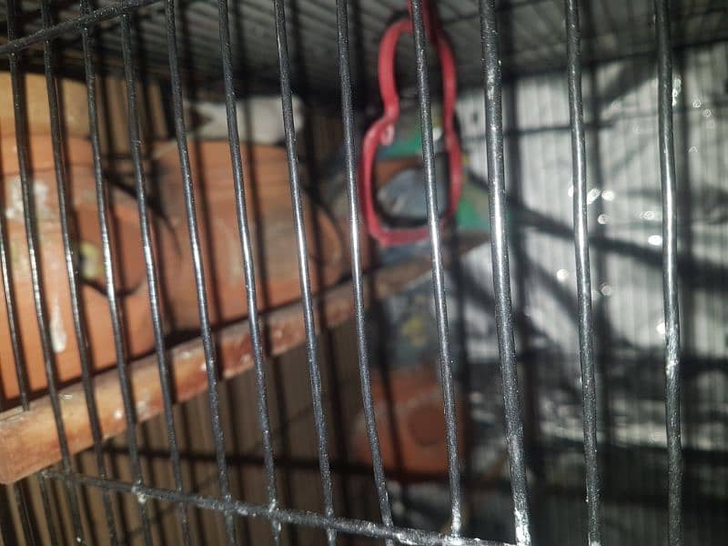 2 bird cages with 18 parrots 1