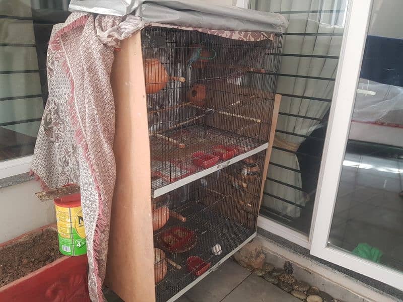 2 bird cages with 18 parrots 2