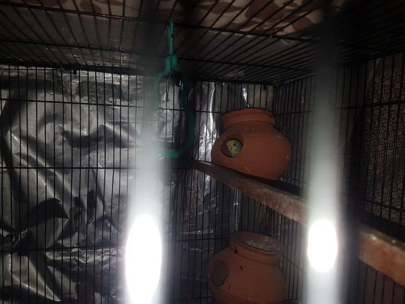 2 bird cages with 18 parrots 4