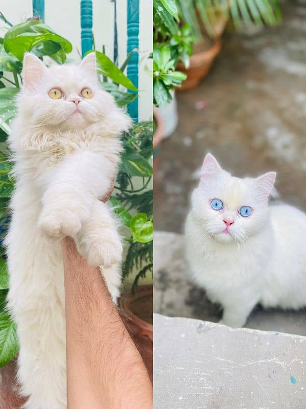 Persian triple coated beautiful cat semi punch face pair available 0