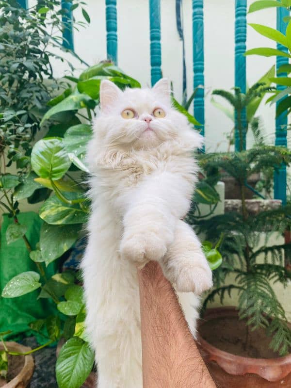 Persian triple coated beautiful cat semi punch face pair available 6