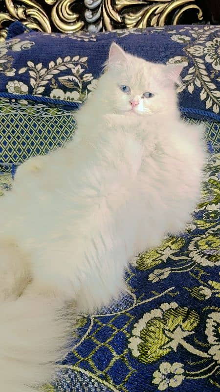 Persian triple coated beautiful cat semi punch face pair available 8