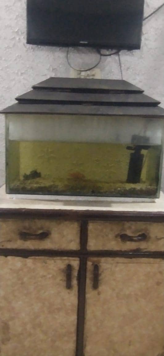 Fish Aquarium with fish for sell 0