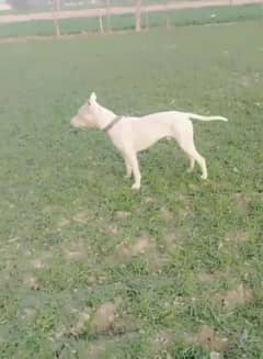 bull terier dog for sale