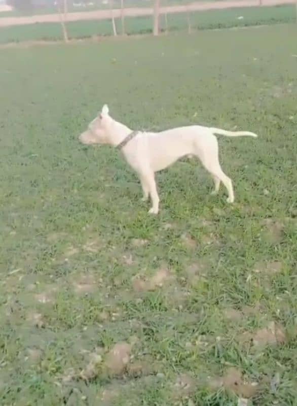 bull terier dog for sale 0