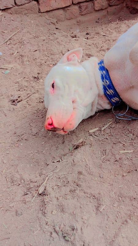 bull terier dog for sale 1