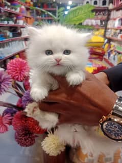 Fluffy Kittens/ Cute kittens/ triple coat/Persian kitten