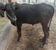 dajal bull