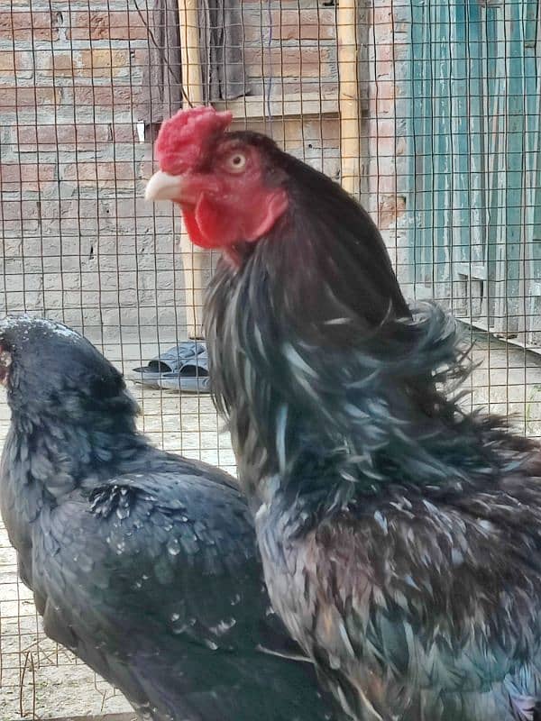 aseel pair for sale 3