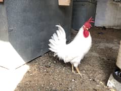 1 leghorn rooster leghor murgha for sale adult