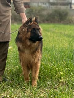 German Shepherd