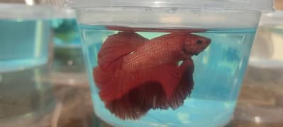 red betta mail