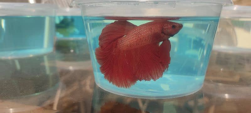 red betta mail 1