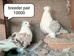 fancy pigeon | kabutar| Jacobin|  frillback saddle | amarican fantail|