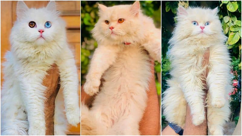 Persian kitten cats 0