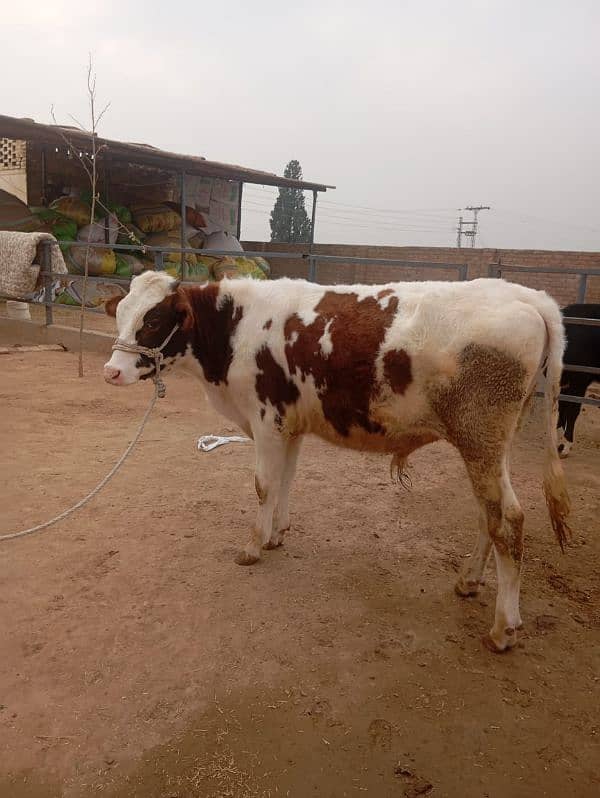 Red Friesian Breeder for sale 0