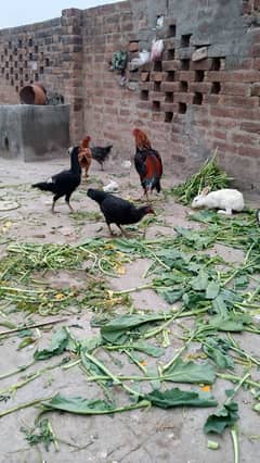 Desi hens gahr ki pali