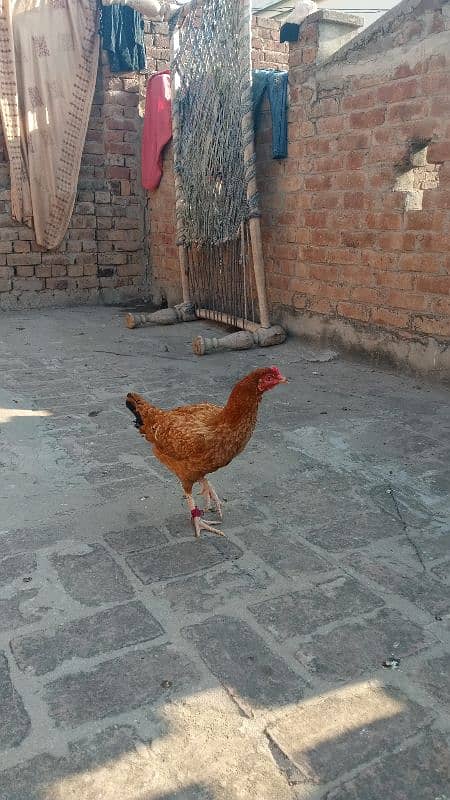 Desi hens gahr ki pali 1