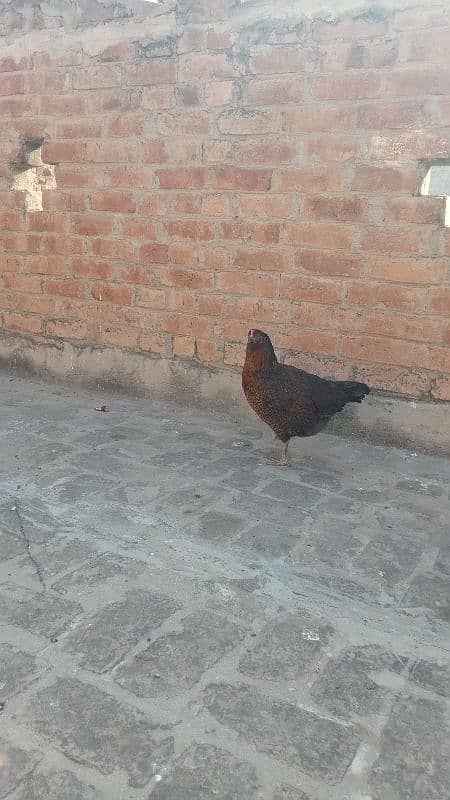 Desi hens gahr ki pali 3