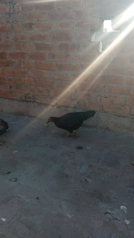 Desi hens gahr ki pali 4