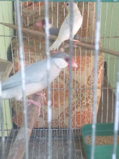 java birds 1 wait collar 1 silver 1 grey 2 Male wait ka malom nahi