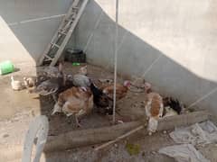 Turkey birds for sale