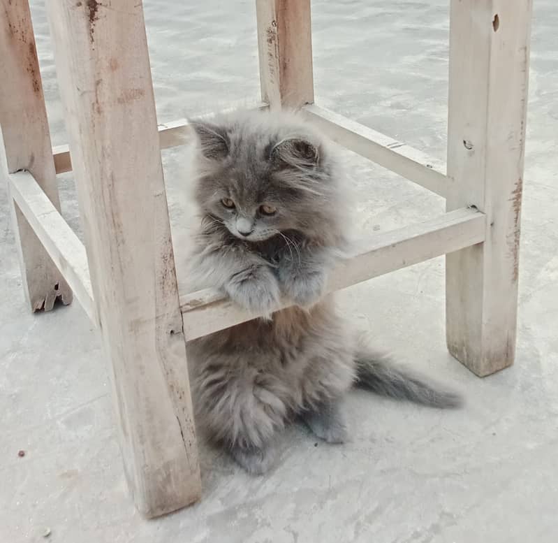 5 month old British Longhair kitten for sale 0