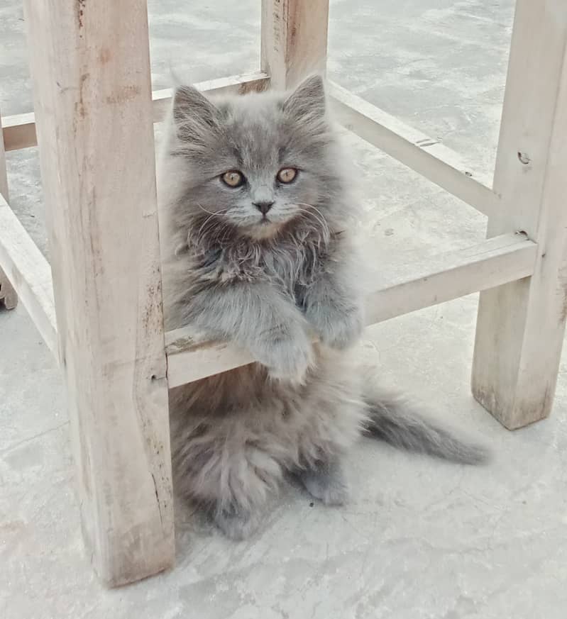 5 month old British Longhair kitten for sale 1