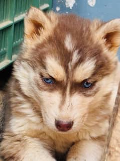 Husky puppies