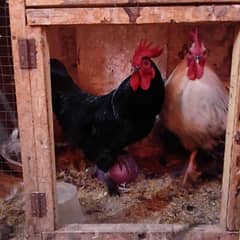 Pair of Black Bentum available for sale