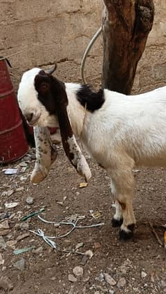 Khassi kamori bakra for sale