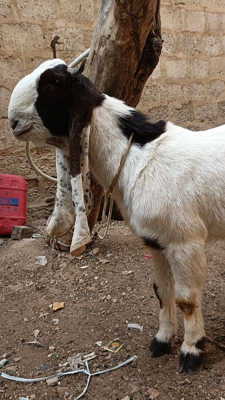 Khassi kamori bakra for sale 1