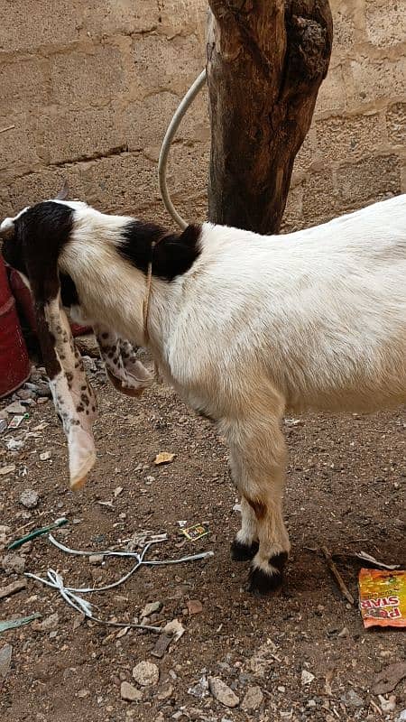 Khassi kamori bakra for sale 3