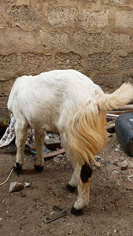 Khassi kamori bakra for sale 4