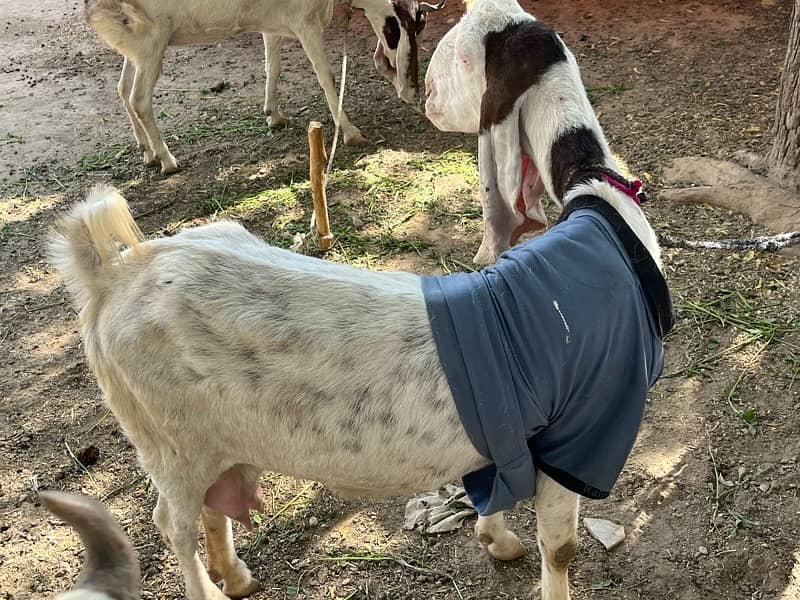 Mundi bakri with kids 0