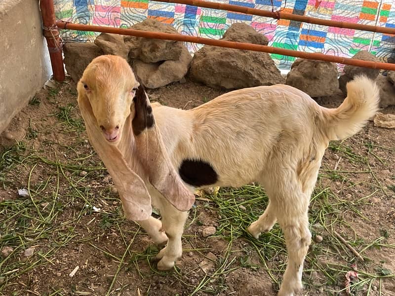 Mundi bakri with kids 10